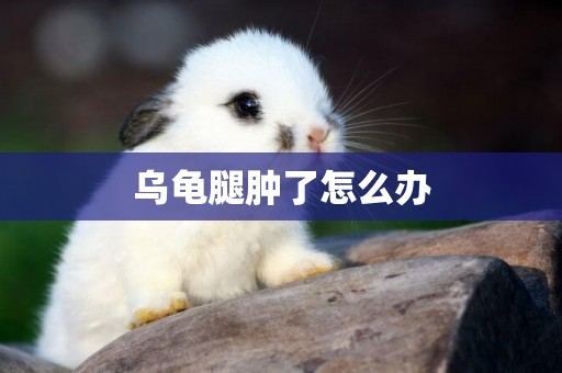 烏龜腿腫了怎么辦