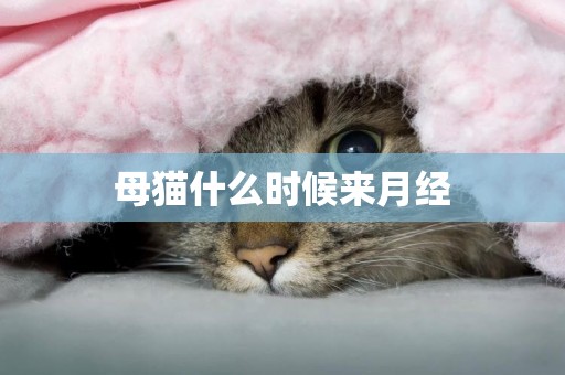 母貓什么時候來月經