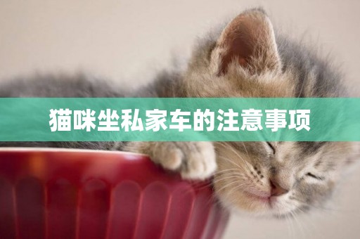 貓咪坐私家車的注意事項