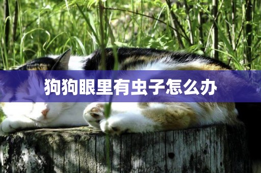 狗狗眼里有蟲子怎么辦