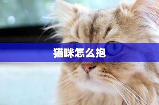 貓咪怎么抱