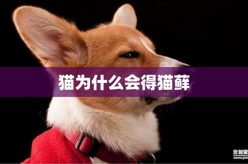 貓為什么會得貓蘚