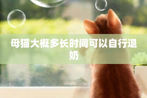 母貓大概多長時間可以自行退奶