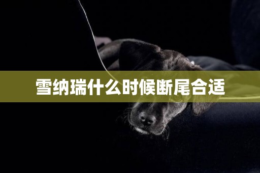 雪納瑞什么時候斷尾合適
