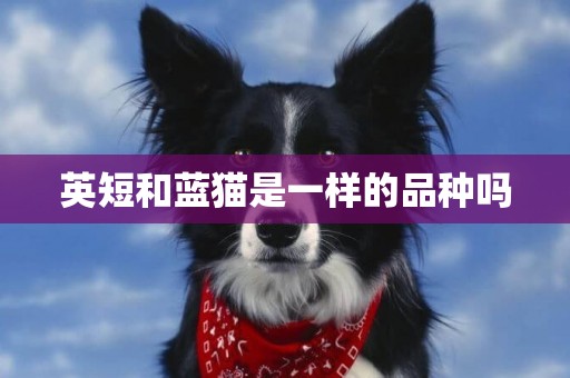 英短和藍貓是一樣的品種嗎