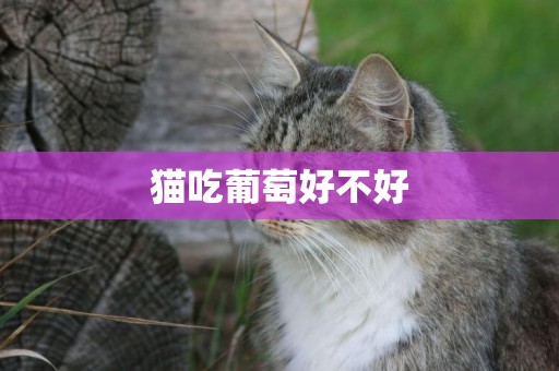 貓吃葡萄好不好