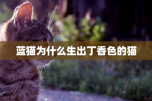 藍貓為什么生出丁香色的貓