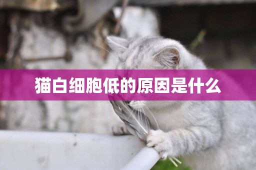 貓白細胞低的原因是什么