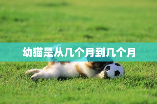 幼貓是從幾個月到幾個月
