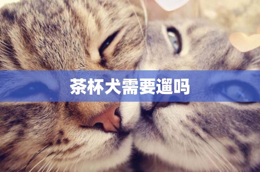 茶杯犬需要遛嗎