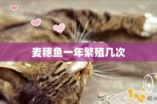 麥穗魚一年繁殖幾次