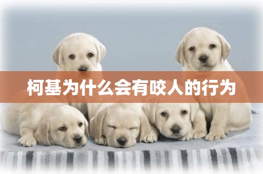 柯基為什么會有咬人的行為