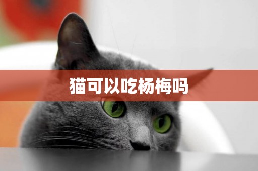 貓可以吃楊梅嗎