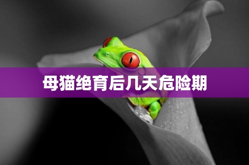 母貓絕育后幾天危險期