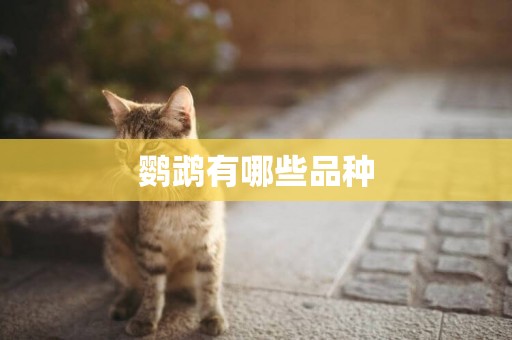 鸚鵡有哪些品種