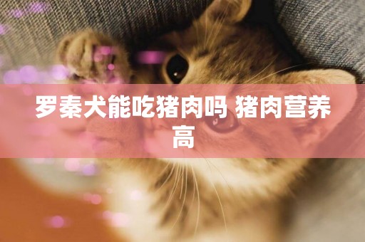 羅秦犬能吃豬肉嗎 豬肉營養高