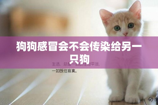 狗狗感冒會不會傳染給另一只狗