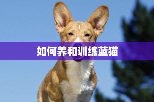 如何養和訓練藍貓
