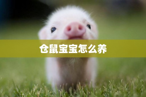 倉鼠寶寶怎么養