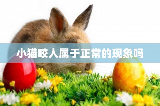 小貓咬人屬于正常的現象嗎