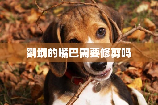 鸚鵡的嘴巴需要修剪嗎