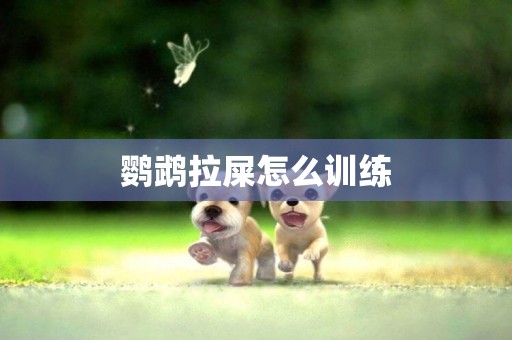 鸚鵡拉屎怎么訓練