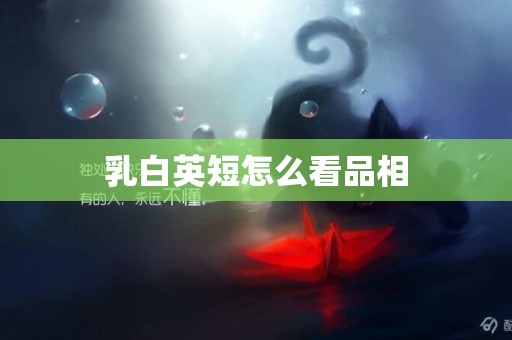 乳白英短怎么看品相