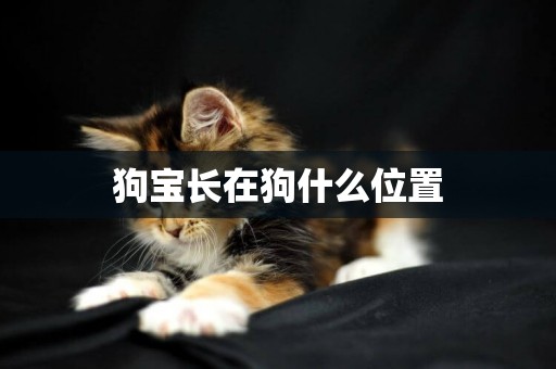 狗寶長在狗什么位置