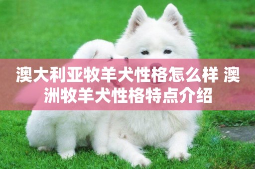 澳大利亞牧羊犬性格怎么樣 澳洲牧羊犬性格特點介紹