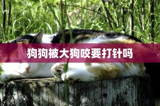 狗狗被大狗咬要打針嗎