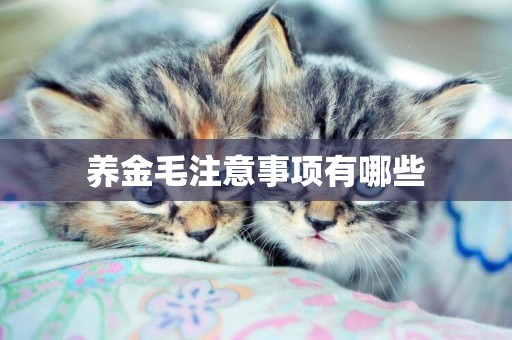 養金毛注意事項有哪些