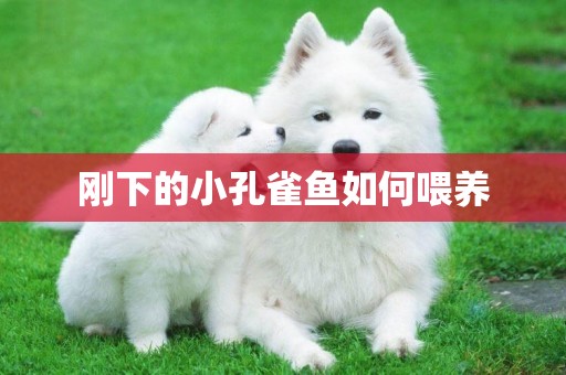 剛下的小孔雀魚如何喂養