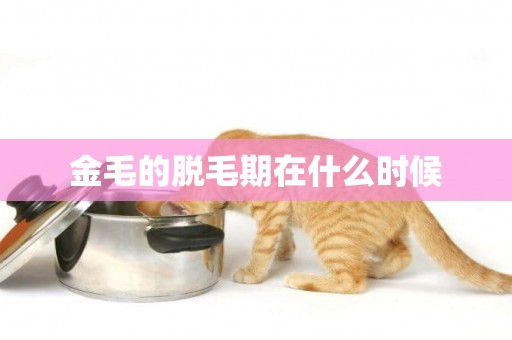 金毛的脫毛期在什么時候