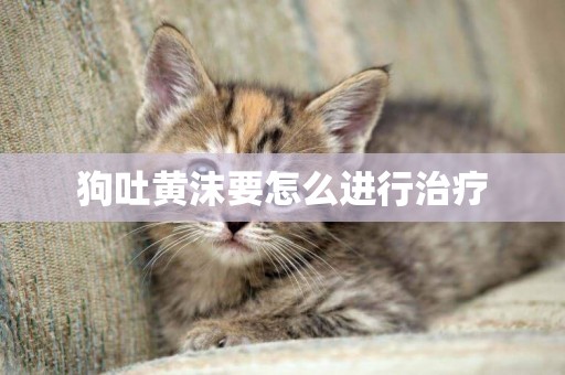 狗吐黃沫要怎么進行治療
