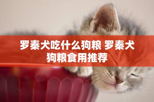 羅秦犬吃什么狗糧 羅秦犬狗糧食用推薦