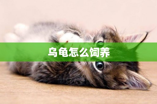烏龜怎么飼養