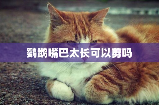 鸚鵡嘴巴太長可以剪嗎
