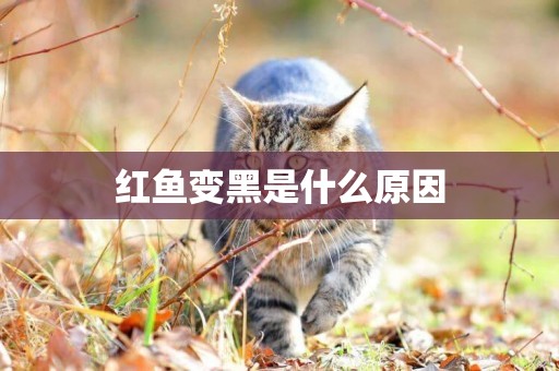 紅魚變黑是什么原因