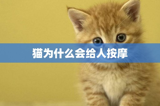 貓為什么會給人按摩