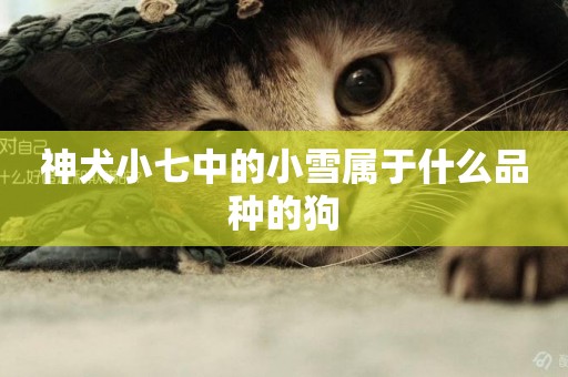 神犬小七中的小雪屬于什么品種的狗