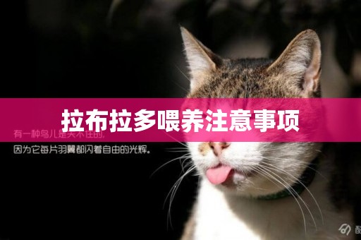 拉布拉多喂養注意事項