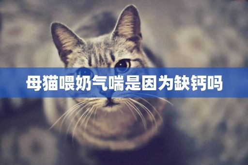 母貓喂奶氣喘是因為缺鈣嗎