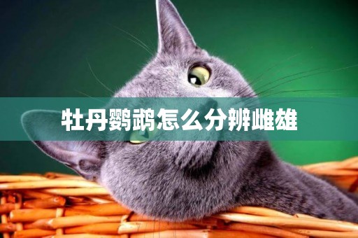 牡丹鸚鵡怎么分辨雌雄