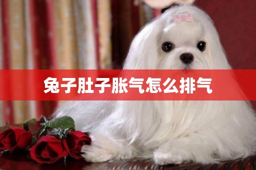 兔子肚子脹氣怎么排氣