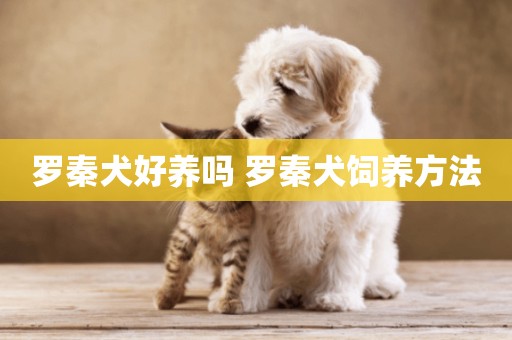 羅秦犬好養嗎 羅秦犬飼養方法
