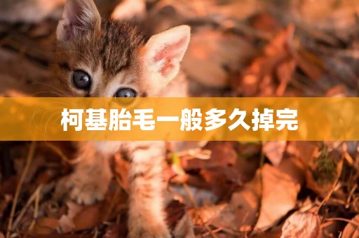 柯基胎毛一般多久掉完