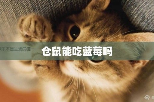 倉鼠能吃藍莓嗎