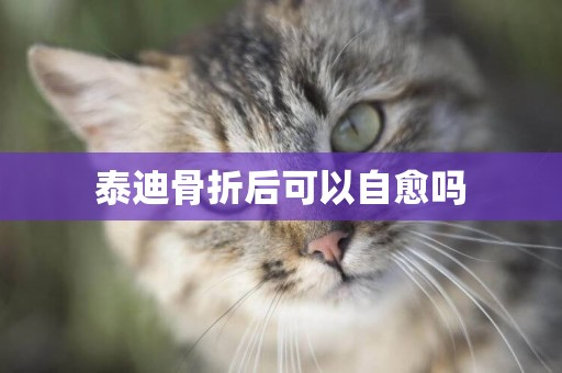 泰迪骨折后可以自愈嗎