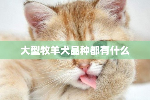 大型牧羊犬品種都有什么