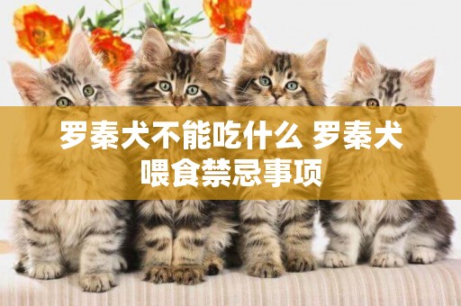 羅秦犬不能吃什么 羅秦犬喂食禁忌事項